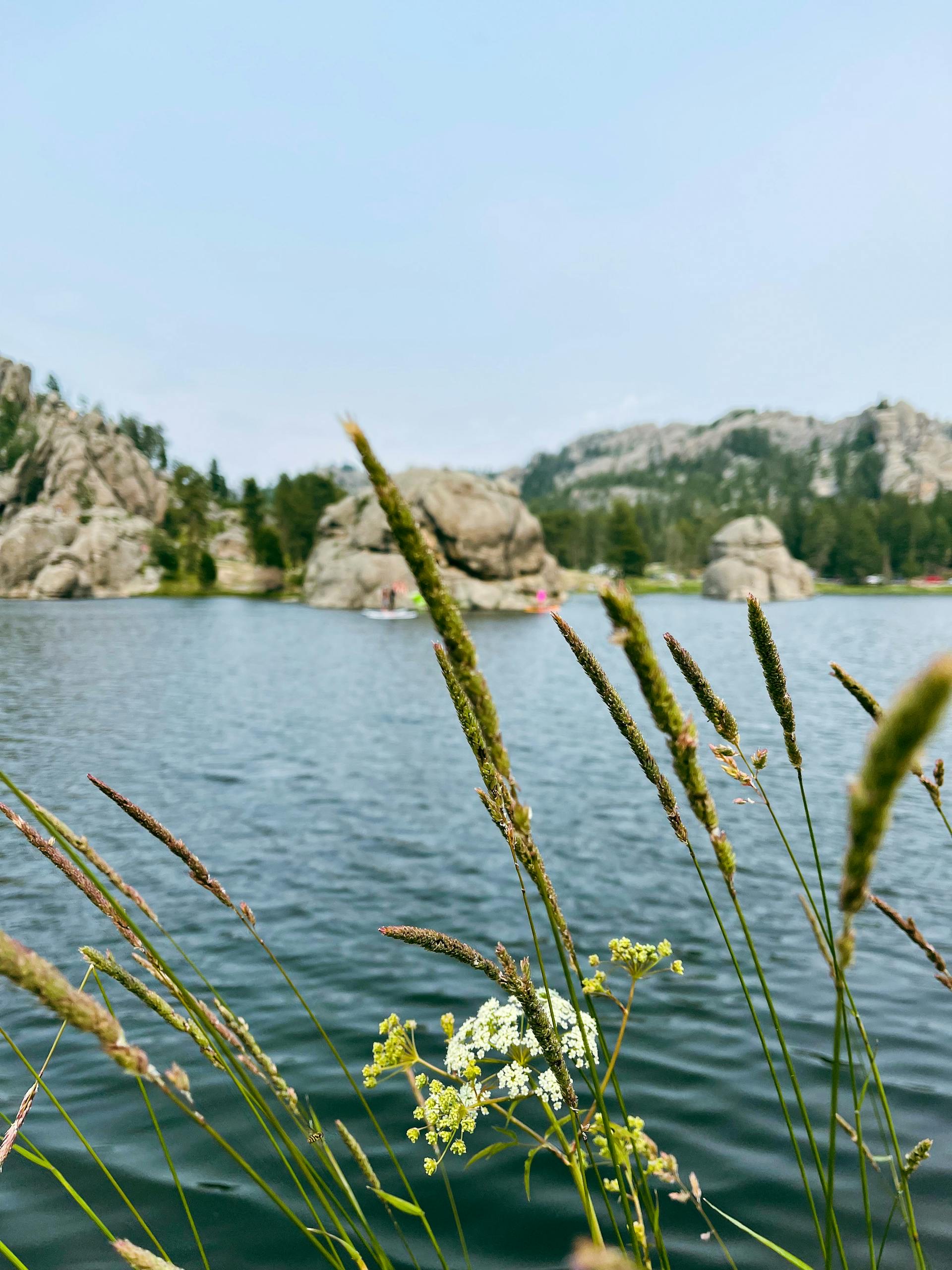 Custer State Park Two